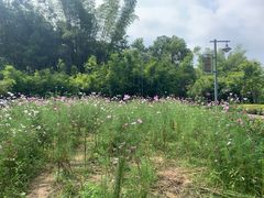 -神光山国家森林公园