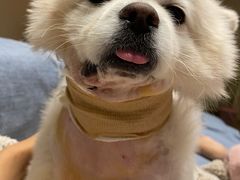 -喜多萌中农锦绣动物医院24H·猫科·牙科MRI·CT