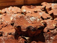 -B&C黄油与面包·THE GARDEN BAKERY概念店(世纪汇店)