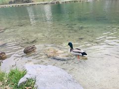 -柯尼希湖