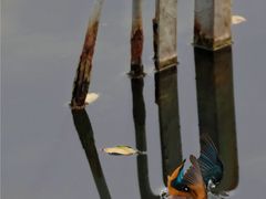 -重庆彩云湖湿地公园