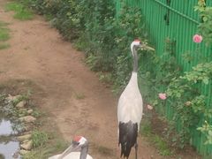 -西霞口神雕山野生动物世界