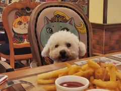 -more than meow吴止猫主题餐厅(承德 中船汇店)