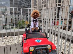 -百好乐宠物友好餐厅(朝外大街店)