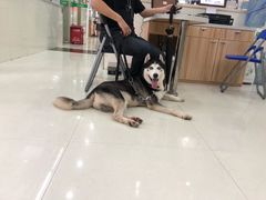 -瑞鹏宠物医院·微创内窥镜·骨外科·牙科(翠竹分院)