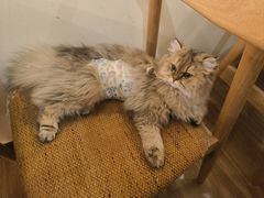 -滚猫咖啡·猫咖·猫友好撸猫(未来城店)