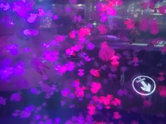 -重庆欢乐海底世界