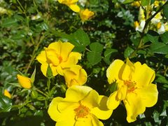 -人民公园(罗湖区)