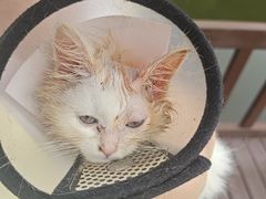 -嘉馨宠物医院·CT影像转诊·心脏科·犬猫全科诊疗中心(下沙大学城院区)