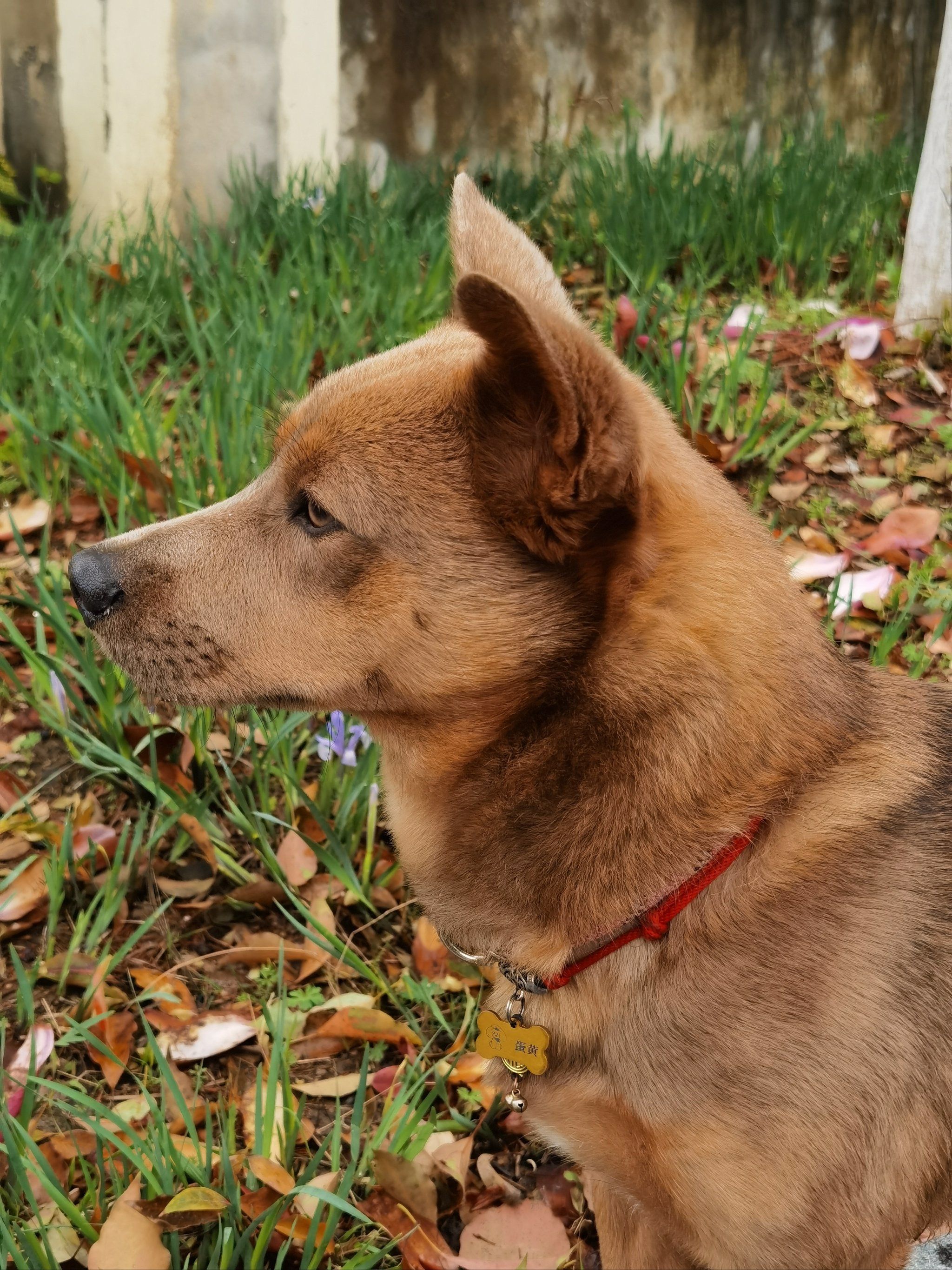 还有比我儿子更帅的田园犬吗