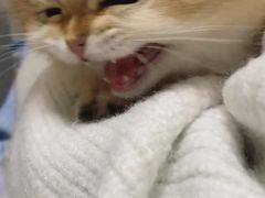 -欣宠猫屋·矮脚拿破仑·蓝金金渐层