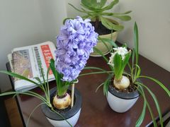 花-陇上全荟兰州传统牛肉面(延吉路店)