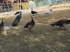 -苏州太湖西山岛开心农场