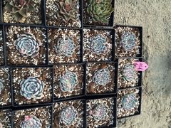 iphone_upload_pic-南农多肉大棚