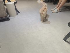 -琪喵猫屋·撸猫猫咖·猫舍