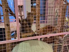 -70cat德文卷毛猫·缅因猫纯种猫舍