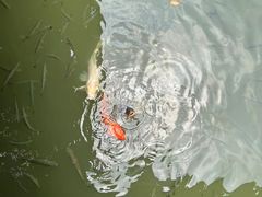 -大湾区中央湿地公园