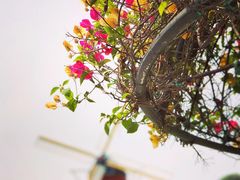 -南通洲际绿博园