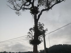 -海南热带雨林国家公园吊罗山景区