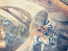 -昆明动物园