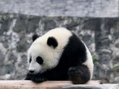 -都江堰中华大熊猫苑