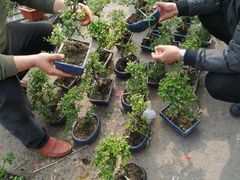 -中环花鸟鱼虫市场