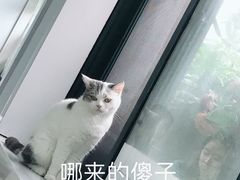 -喵的天空名猫咖啡馆·撸猫·猫舍·用品