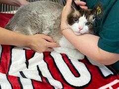 -瑞派康怡24h宠物医院·犬猫医疗中心·微创绝育(瑞景分院)
