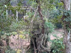 -野象谷景区