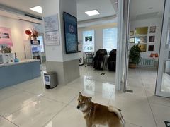 -北京观赏动物医院·24小时大型综合·猫专科·异宠专科