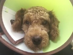 -安安宠医·安宠宠物医院