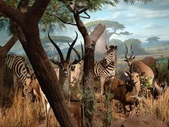 -陕西自然博物馆