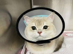 -爱妮康宠物医院·干细胞免疫细胞·肿瘤·心脏(张江店)