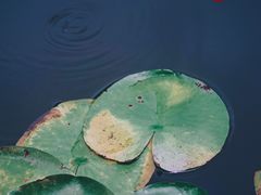 -陈家山荷花公园