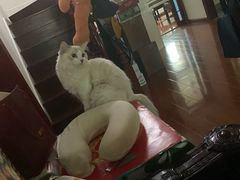 -Bastet sally猫舍购宠(静安店)