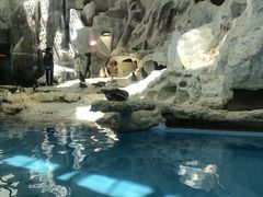 -帝企鹅自助餐厅•儿童岛•真企鹅(长隆企鹅酒店)