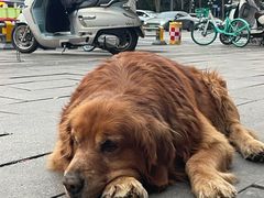 -大邑李记肥肠血旺