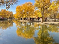 -金塔沙漠胡杨林景区