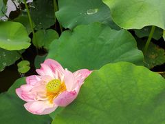 -陈家山荷花公园