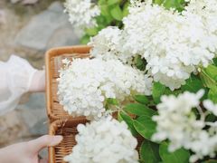 -上海滨江森林公园