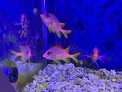-沙沙哗啦海洋馆(华宇百花谷店)
