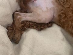 -菲尔斯特宠物医院