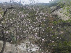 -崂山巨峰游览区
