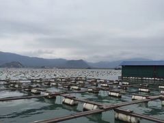 -罗源湾8号渔排