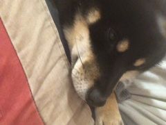 -南京Hallo宠物乐园·哈罗犬舍·柴犬繁育基地