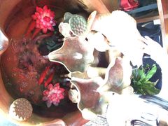 荷塘码头黑鱼馆-湘芙蓉·湖南菜(椒江店)