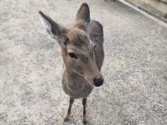 -奈良公园