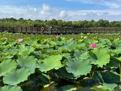 -上海海湾国家森林公园