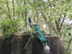 -成都大熊猫繁育研究基地