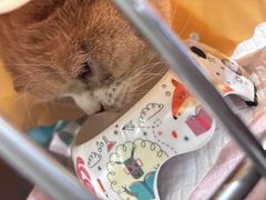-伟伟宠物医院·CT影像中心·瑞派犬猫综合性门诊(汉口总院)
